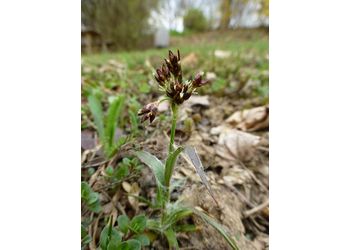 Wiesen-Hainsimse (Luzula campestris) - © Philipp Sengl